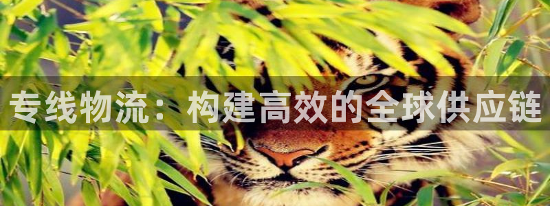 豪门国际官网版2024：专线物流：构